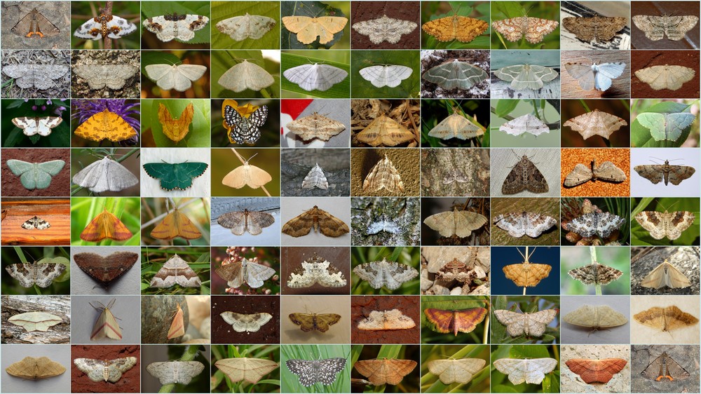 Geometridae compilation